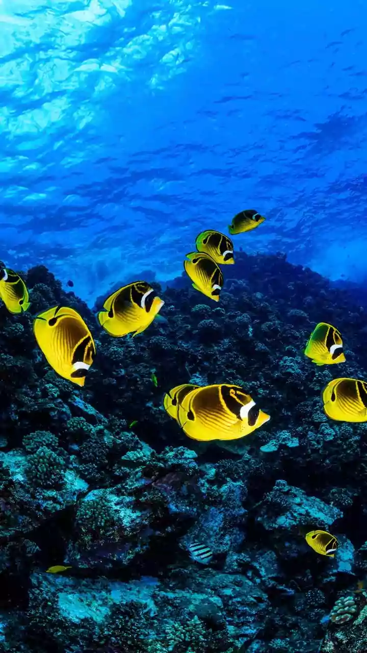 Falling Oxygen Can Reshape Food Webs Even Before Fish Kills Occur