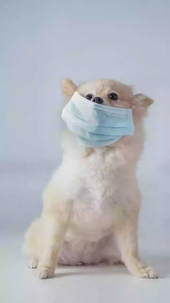 Dogs Can Detect Illness Before Doctors Do