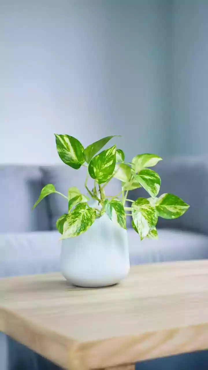 Protect Delicate Roots Easily At Home With This Beginners Guide To Repotting Soil