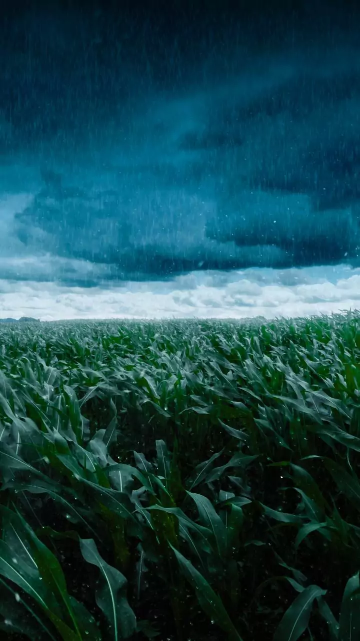 Gujarat govt paid over Rs 9,000 cr aid to 32 lakh farmers hit by unseasonal rains in 2025