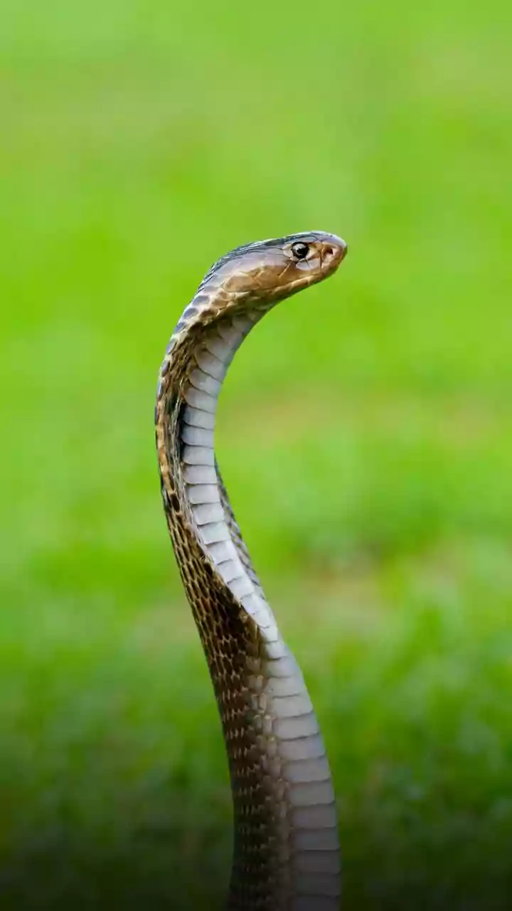 Jararaca na piscina de bolinhas: o que fazer ao se deparar com uma cobra?