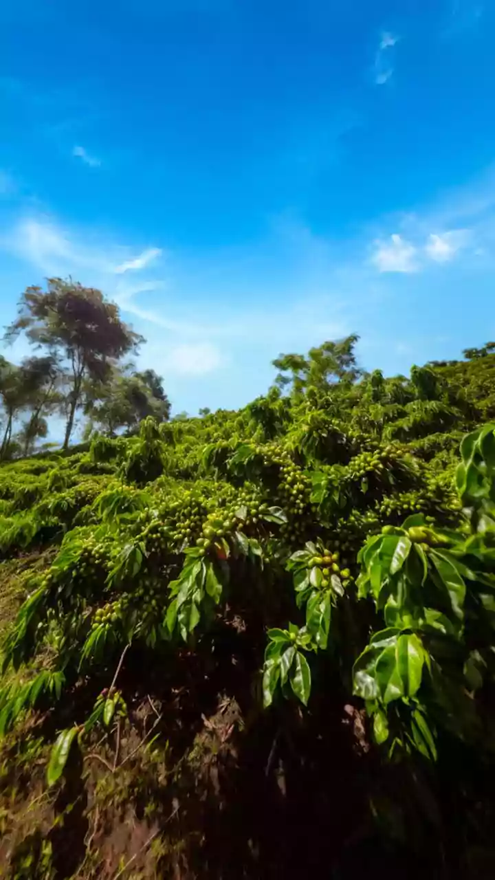 Coorg Coffee Estate Stay 2026: Best Plantations Where You Can Pick Your Own Beans