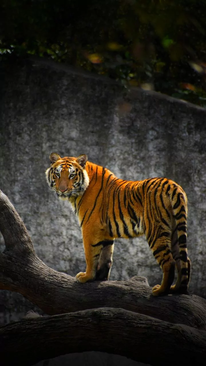 Rare Video Of Ranthambore Tiger Soaking In The Winter Sun On Tree Makes Wildlife Enthusiasts Think It’s ‘AI’