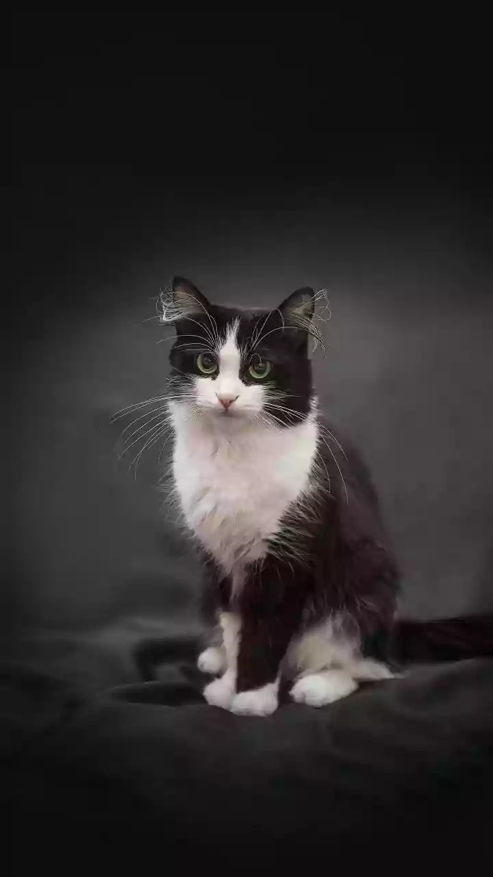 Toxoplasmose na gravidez: conheça os riscos e entenda por que gatos não são vilões