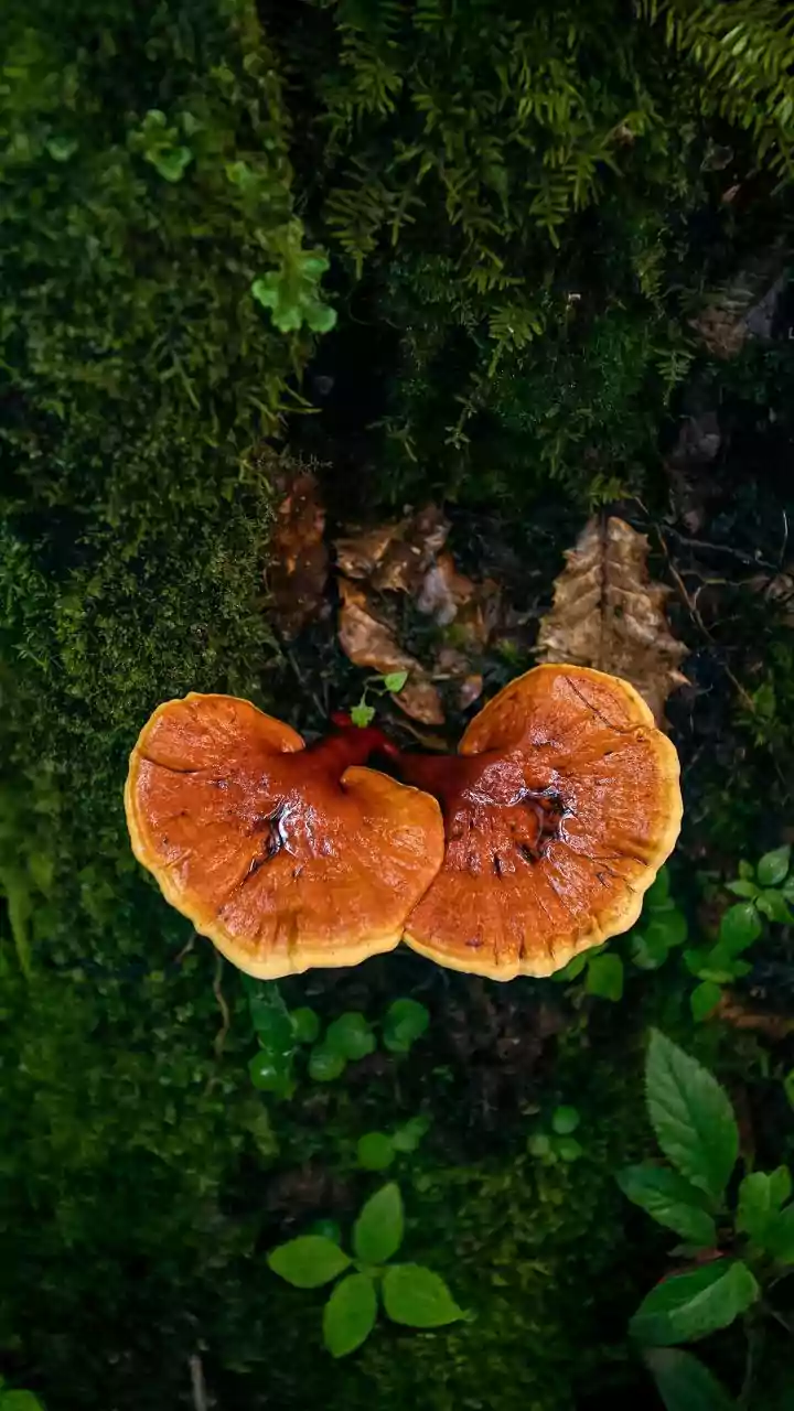Rainy Season Mushroom Safety: Identification, Storage And Cooking Tips