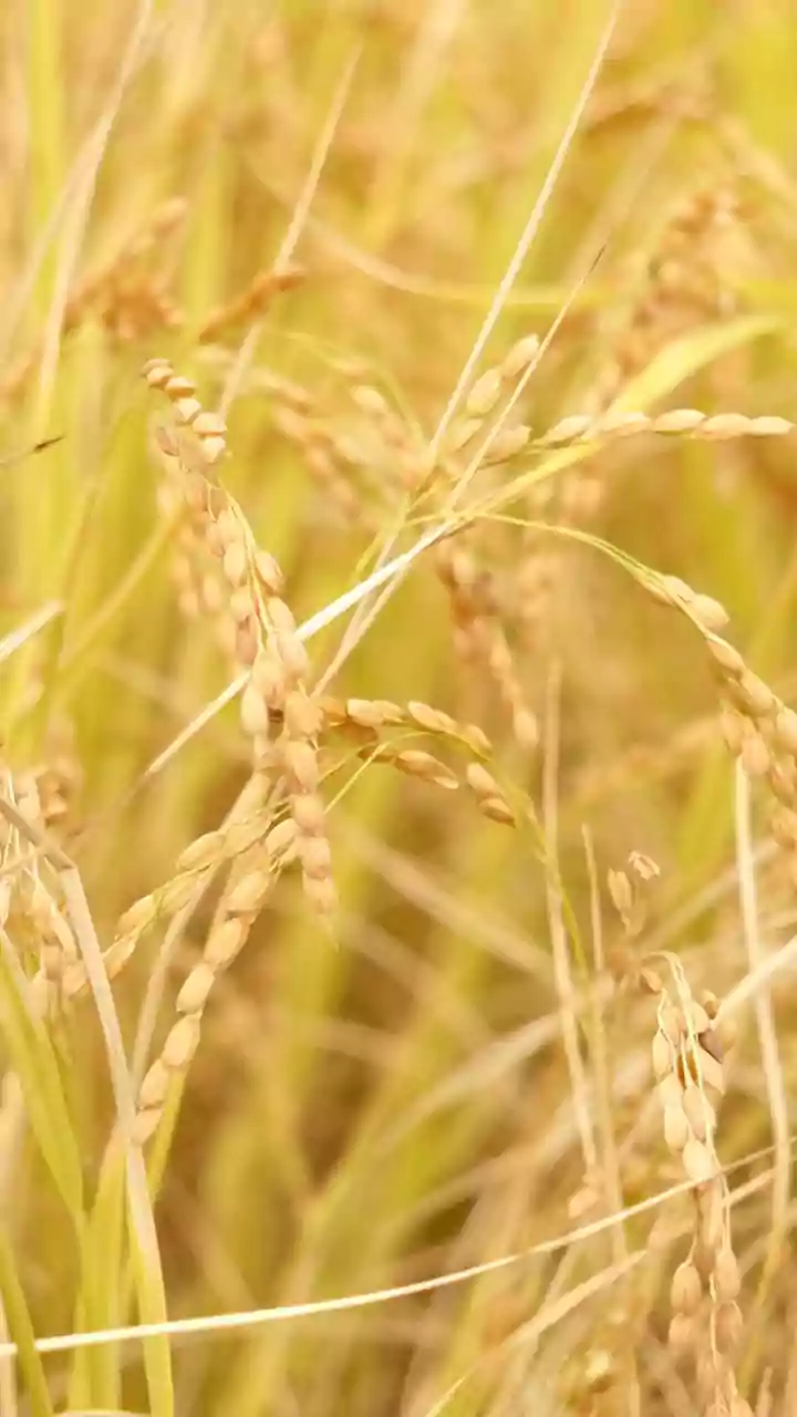 Weak-Monsoon Fears Make Food-Price Explainers Relevant