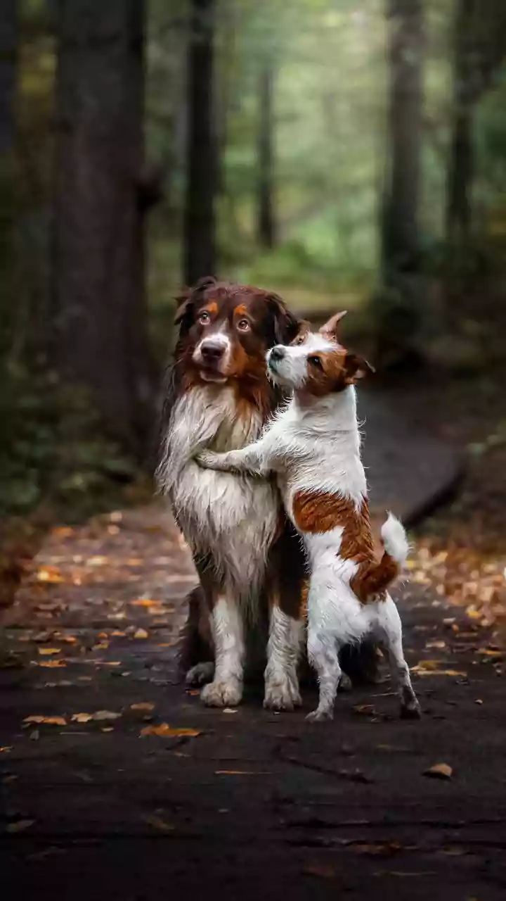 Your Dog's Silent Judgment: Why Fido Might Dislike Your Friends