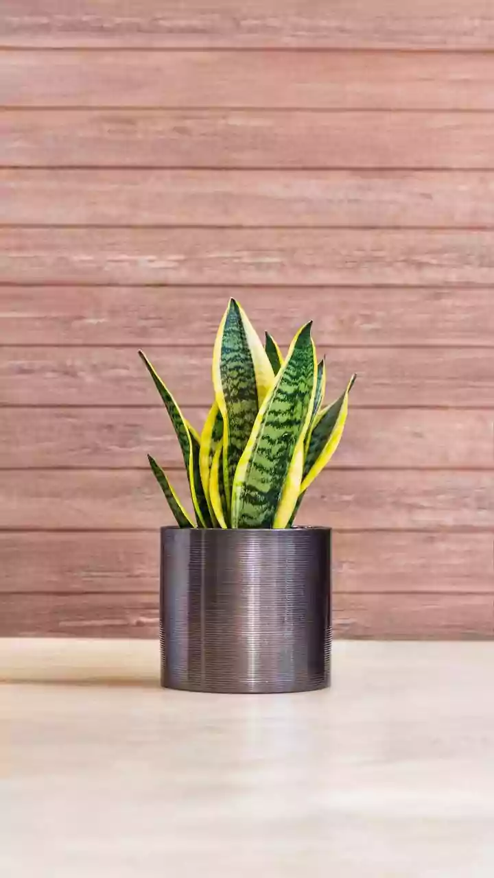 Why Snake Plants are ideal low-maintenance indoor air-purifying plants that thrive on minimal water attention