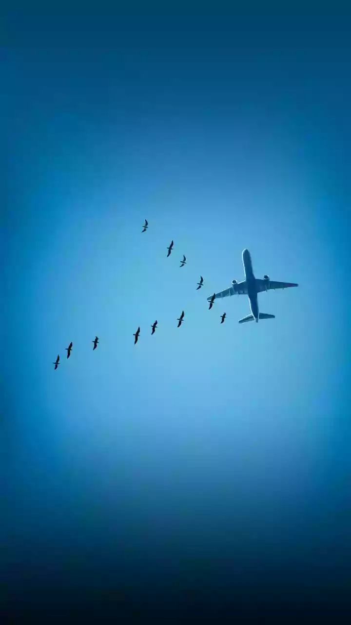 Global Study Highlights the Hidden Fragility of Migratory Bird Routes