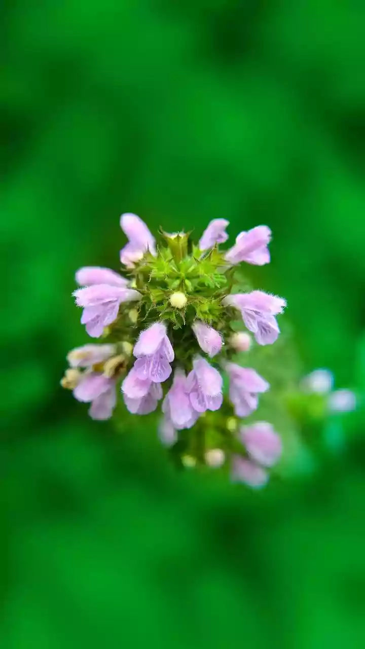 Plucking Neelakurinji in the Nilgiris Can Bring a ₹25,000 Penalty