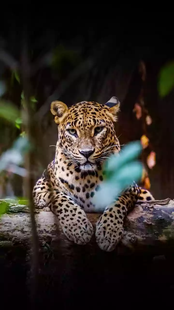 Leopard strays into residential complex in Thane district, attacks 4 persons