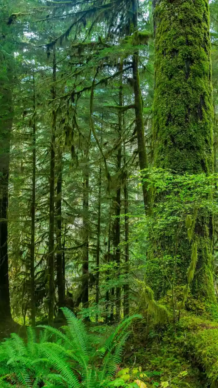 Changing Rainfall Could Influence Forest Biodiversity Across India, Study Suggests