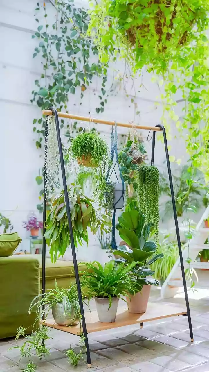 Hanging Succulents Near North Windows Creates The Best Balcony Look