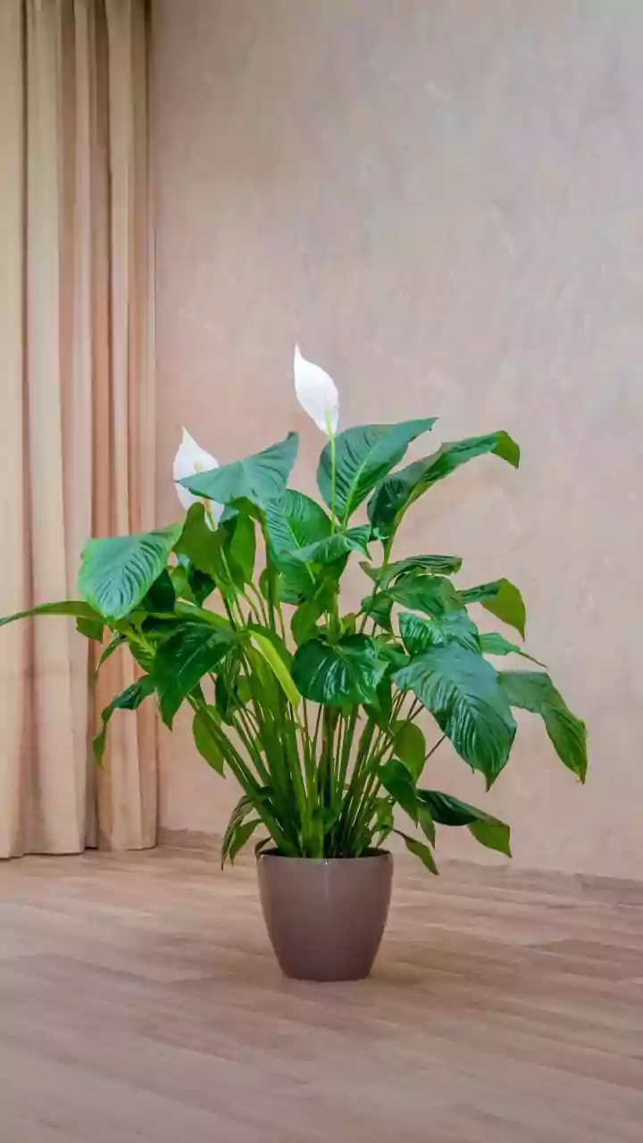 Indoor Plants And Air Quality: What The Latest Scientific Evidence Actually Says