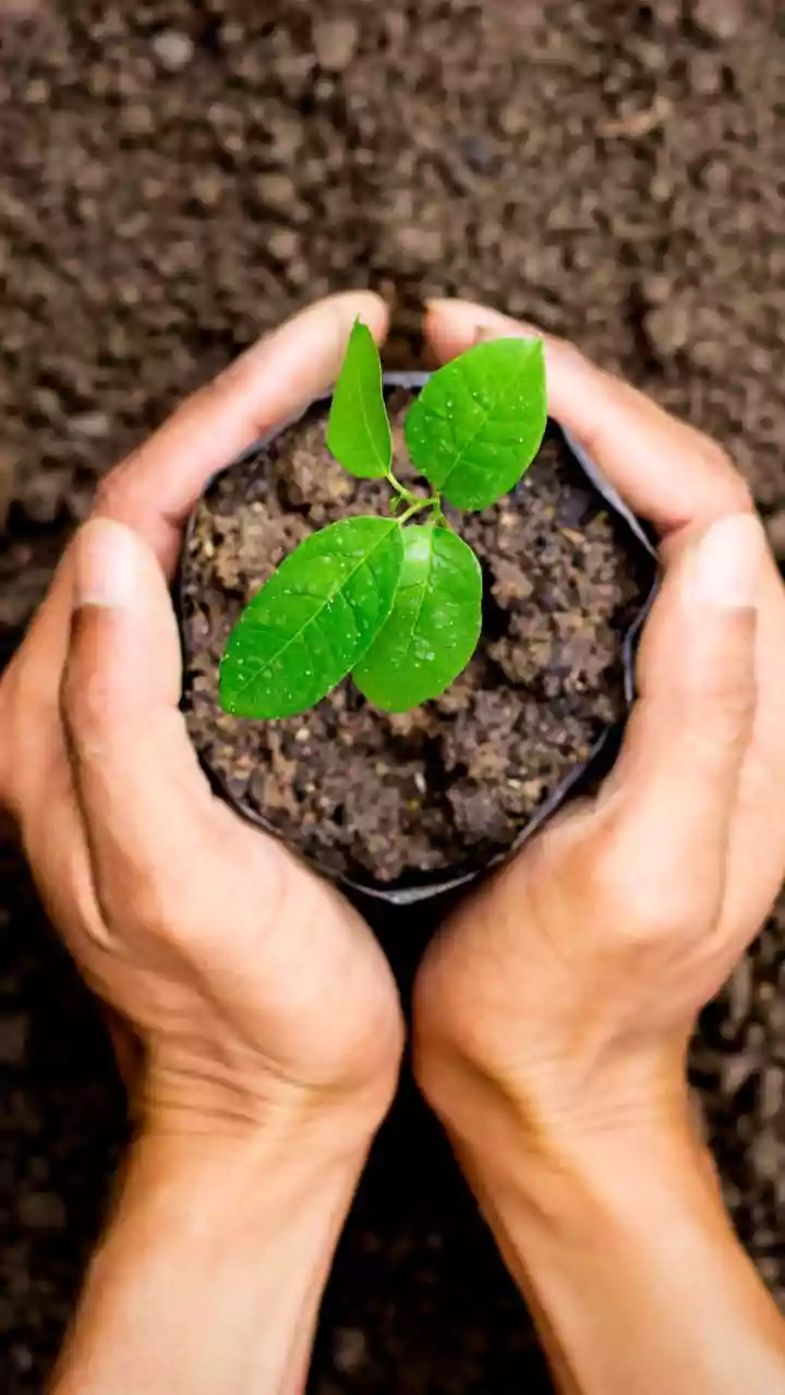 Why Home Composting Is The Easiest Daily Habit To Halve Municipal Landfill Waste Production