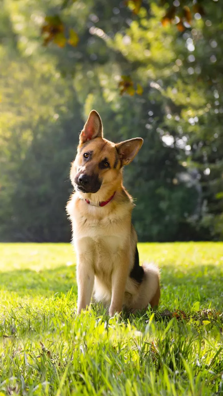 Cool air meets AI care — smart collars read pets’ moods better