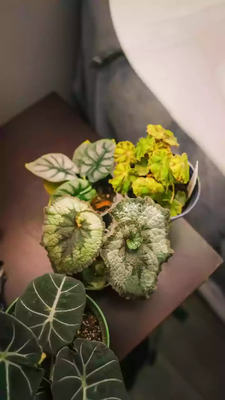 How to spot pest damage on houseplants