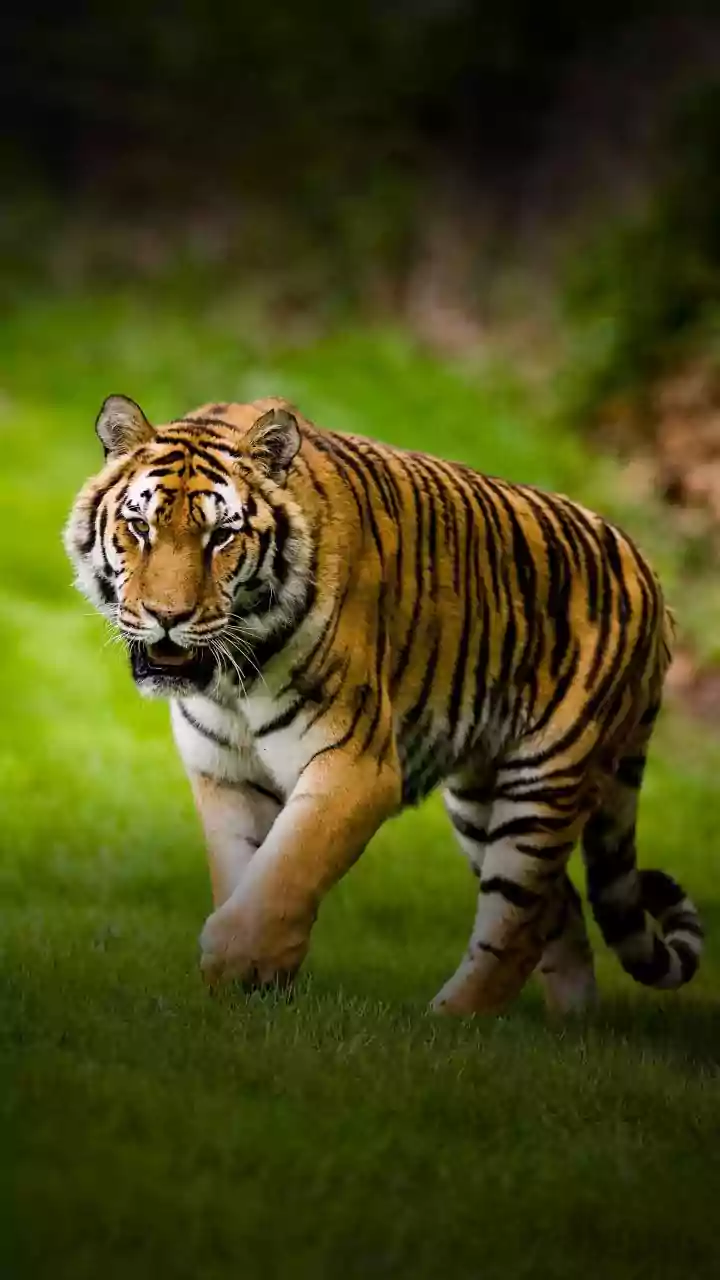 Budget Rail Circuit Passes Make Central India’s Tiger Reserves Accessible To Solo Backpackers