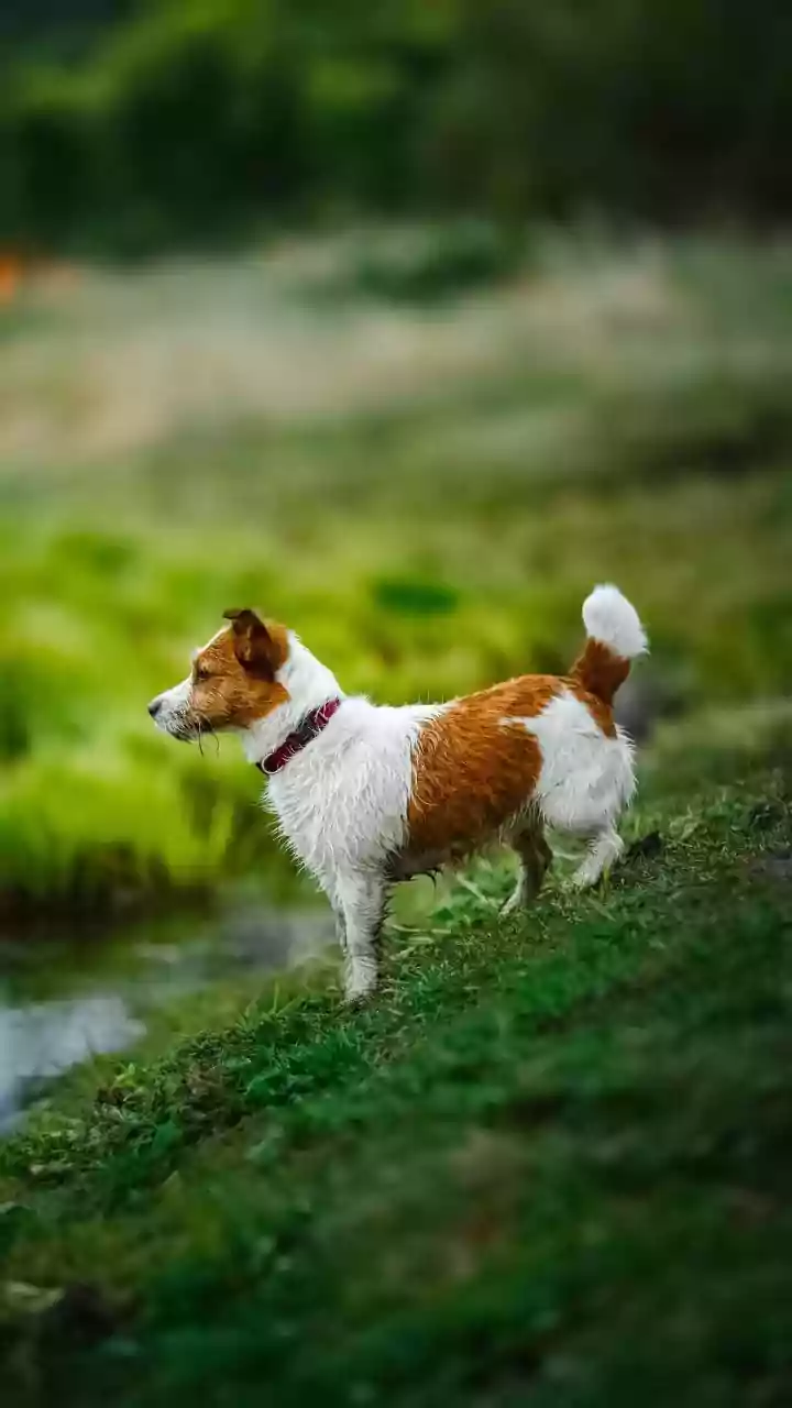 Rainy-Season Pet Care Means Managing Moisture, Mud And Parasites Without Overcomplicating Routines