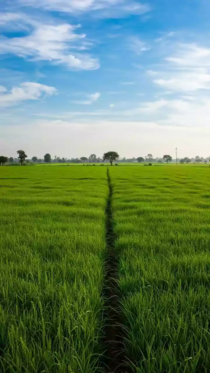 Haryana Land Near Noida Sector 151: A Rs 4 Crore to Rs 9 Crore Investment Opportunity in Two Years?