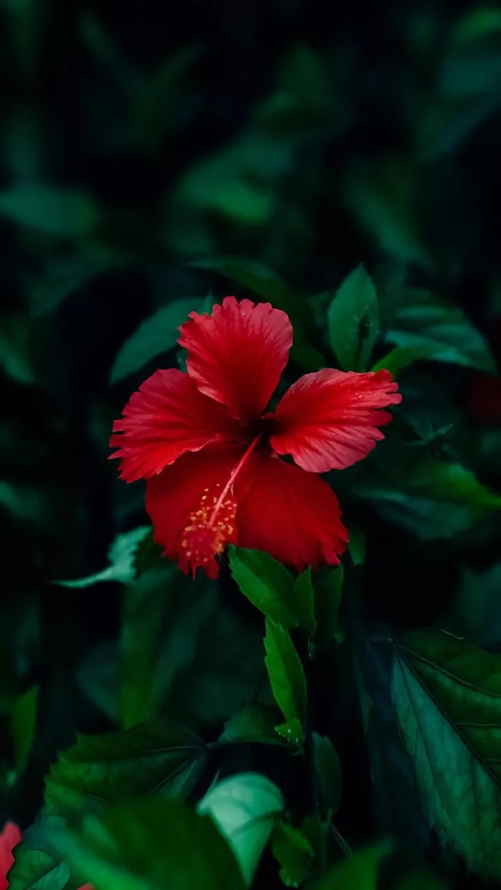 These Easy Plants Flourish During Rainy Days
