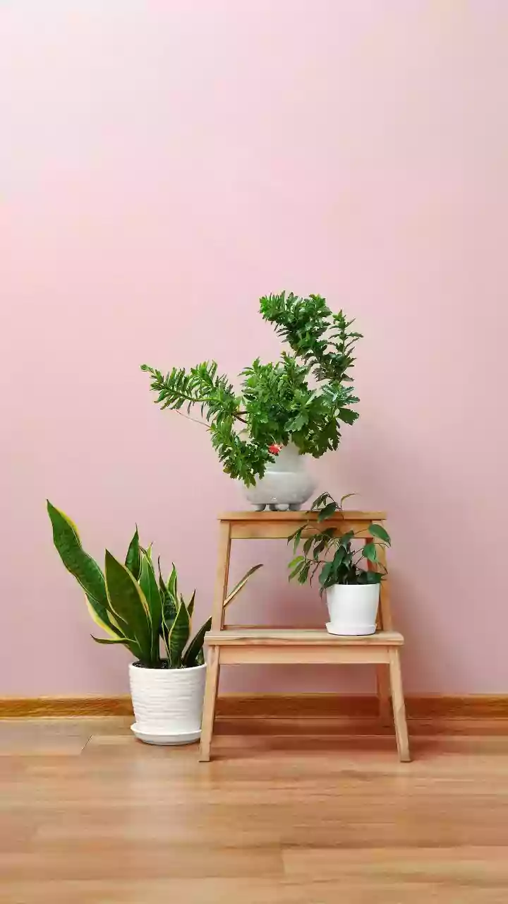 Keep your indoor plants happy with these simple tips