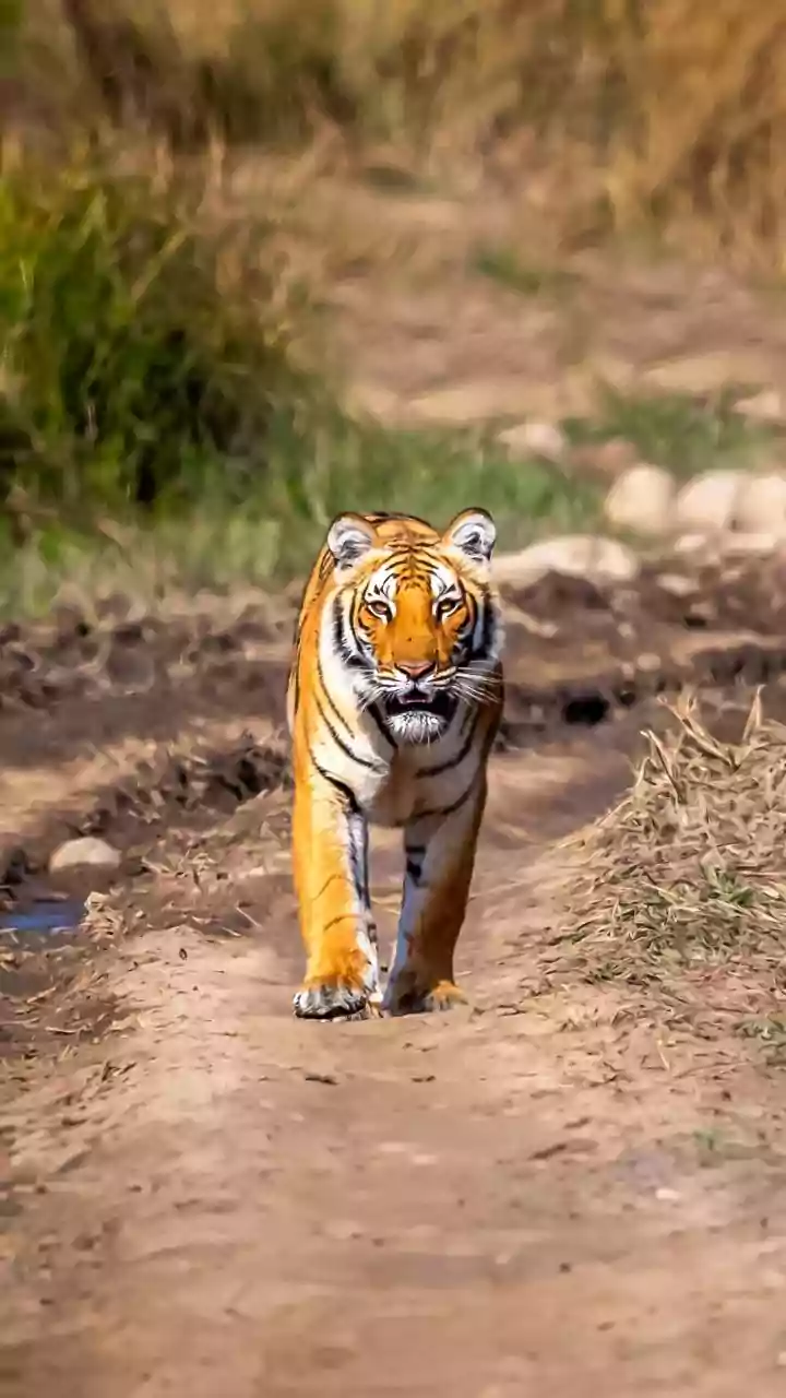 Madhya Pradesh: India's Tiger State with the Most National Parks and 7 Must-Visit Gems