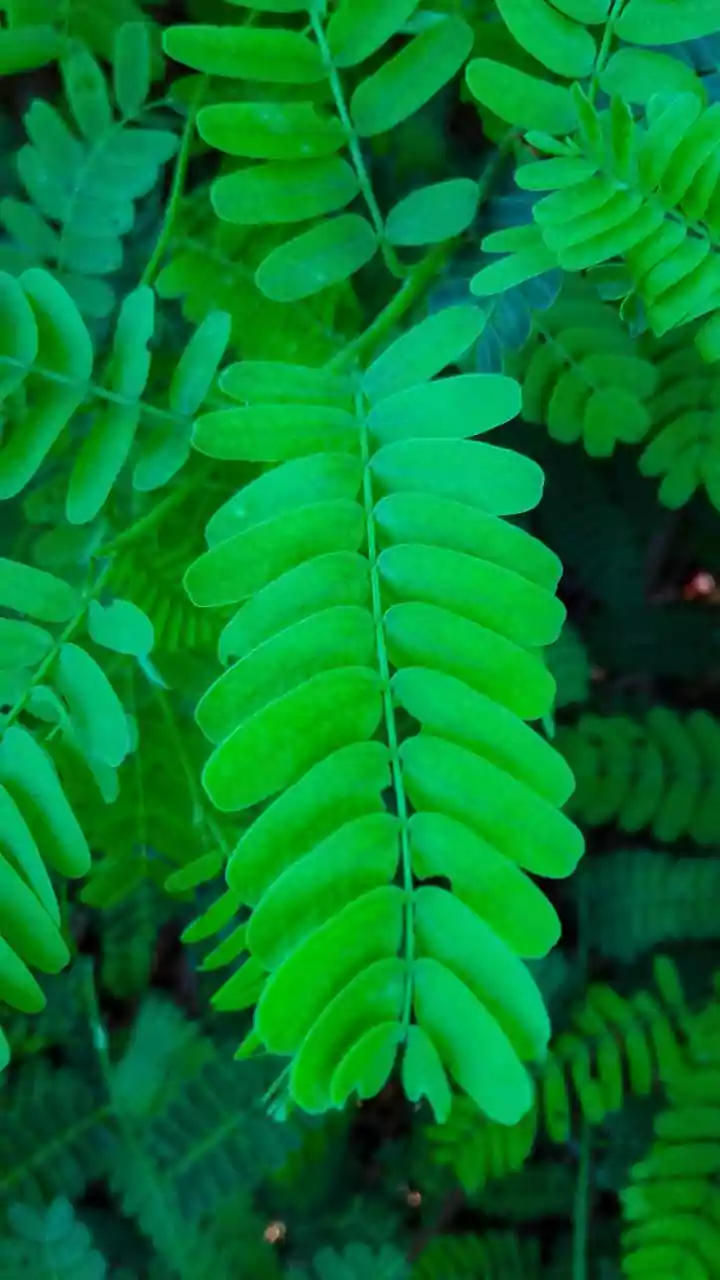Monsoon Plant Growth Can Hide Poor Airflow and Weak Stems