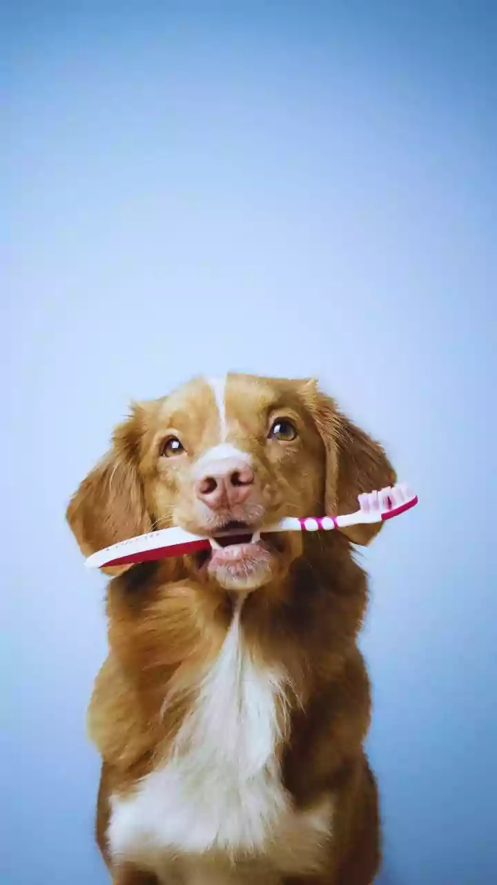 Pet-Care Products Are Now Part Of Monthly Budgets