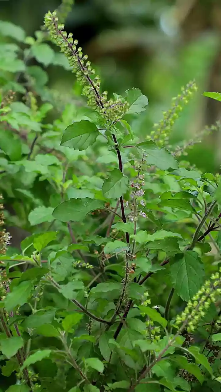 The Rise Of Cold-Brewed Botanical Infusions Uses Tulsi To Redefine Urban Afternoon Drinks