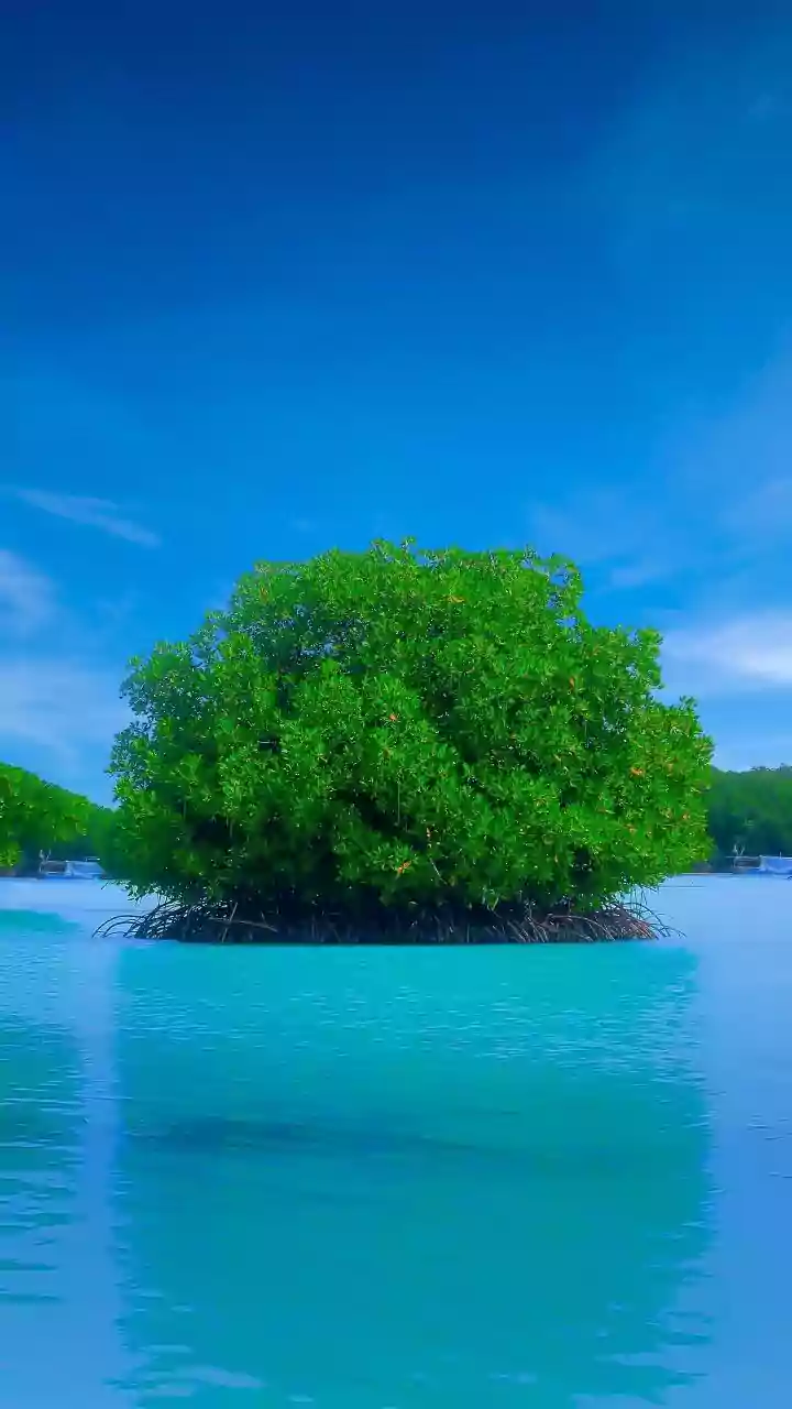 How Satellite Systems Help Map Mangrove Recovery And Coastal Defense In Sundarbans
