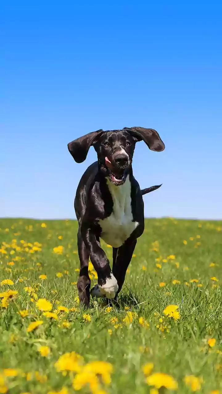 Inside DNA Study On Why Large Dogs Age Faster: Biological Age Can Differ From Calendar Age