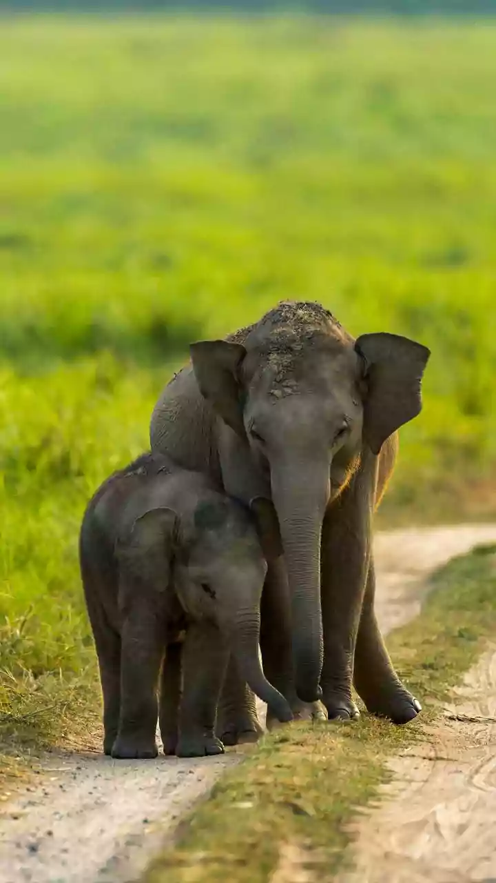 India's wild elephant population down by 17.8% since 2017