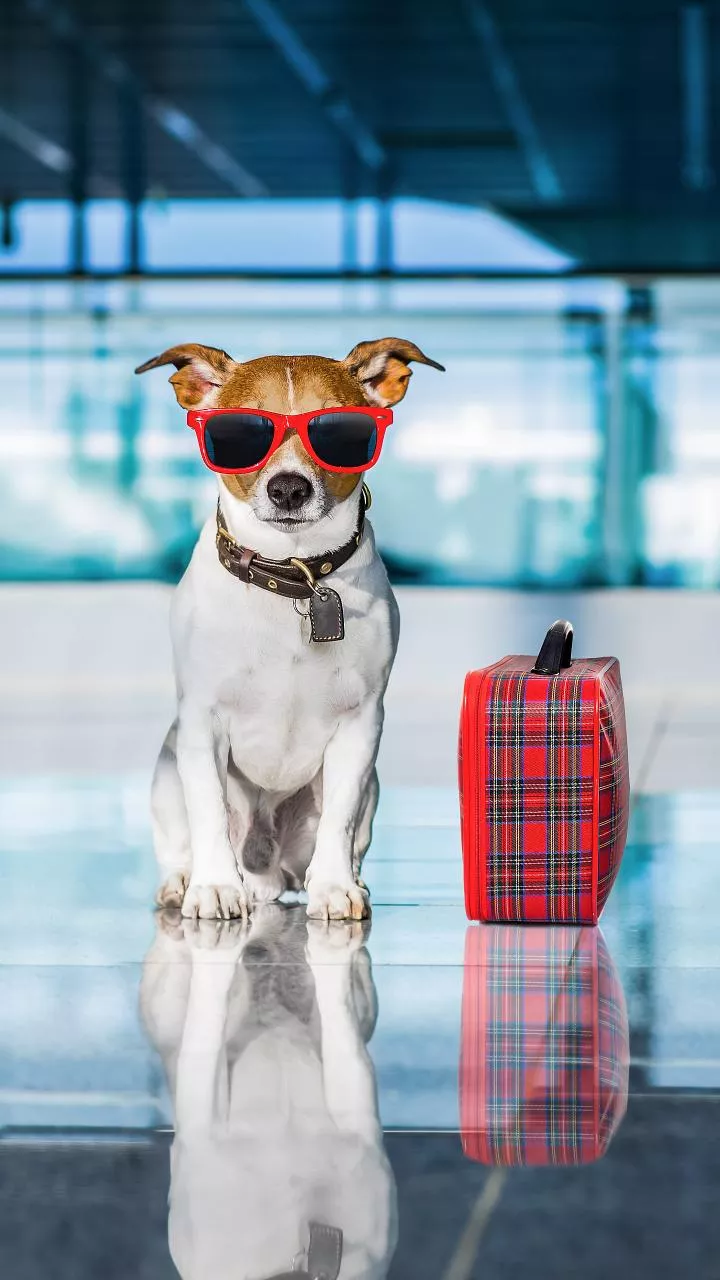 Travel with Your Pet Dog in India: Hotels, Flights, & Rules Guide (2026)