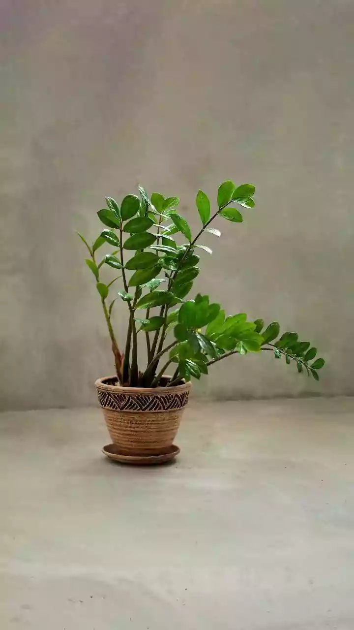 Buying a houseplant? Do these health checks first