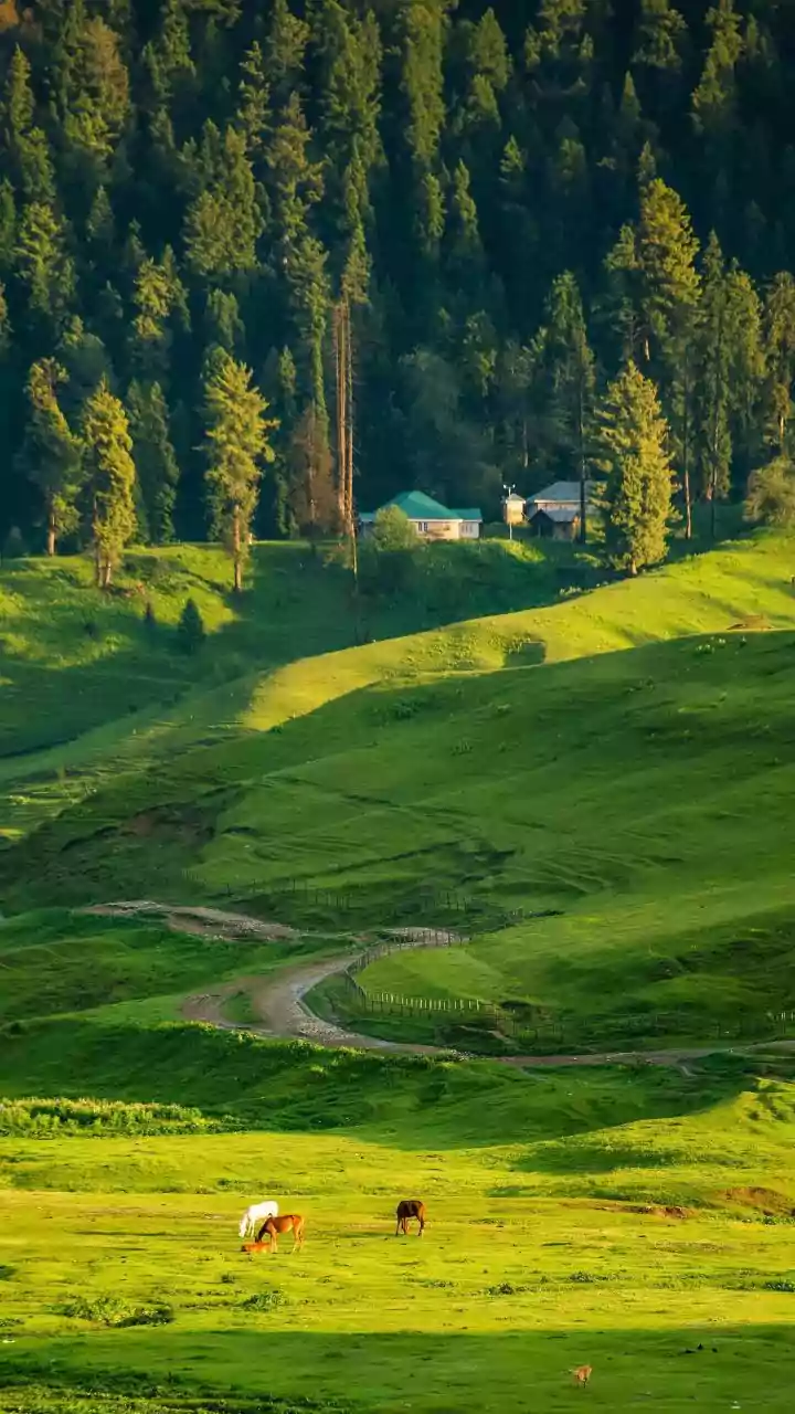 'Move To Bunkers': How India's Pahalgam Retaliation Panicked Pakistan's President