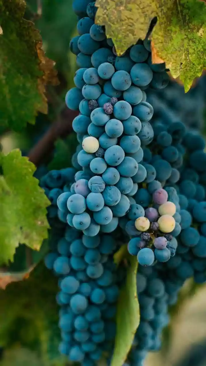 How AI Drone Imaging Detects Downy Mildew Threats Across Nashik Vineyards
