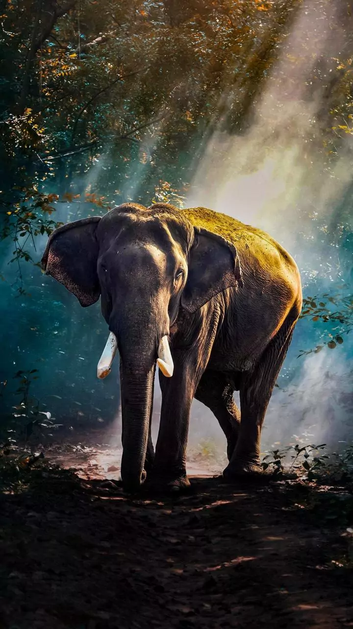 Chhattisgarh: Elephant kills man in Korba; third victim in three days