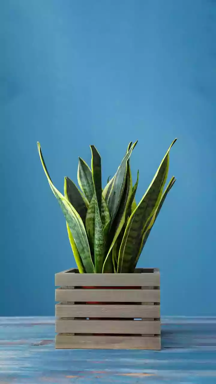 Indoor air-purifying house plants 101: Low-maintenance options like Snake Plants for clean bedroom air