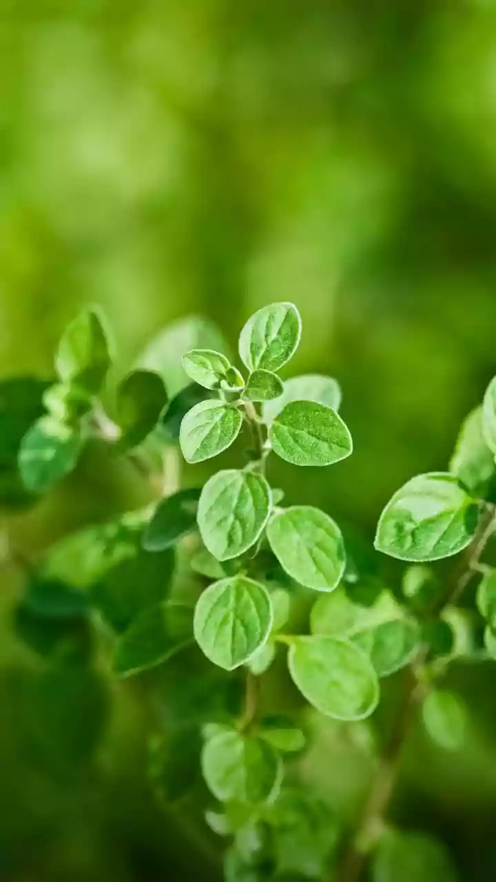 5 health benefits of oregano