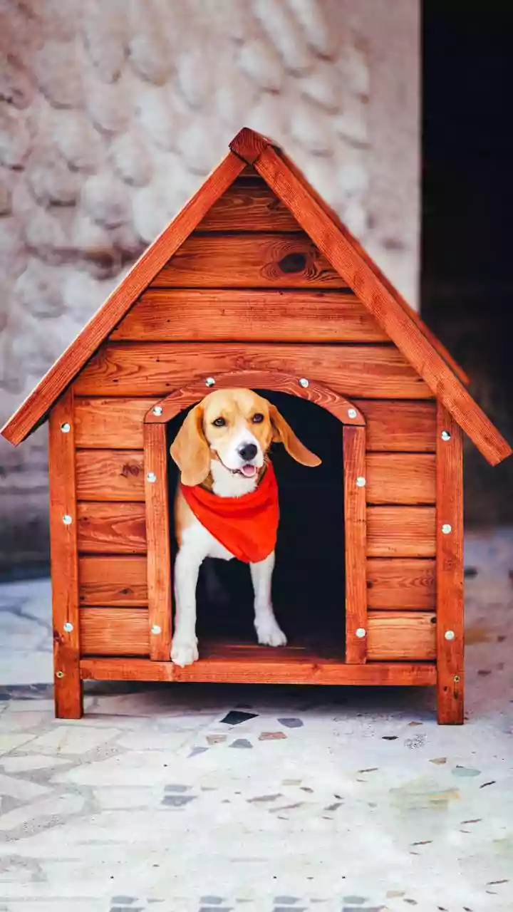 Top 10 Affordable Dog Breeds for Budget-Conscious Pet Parents in India