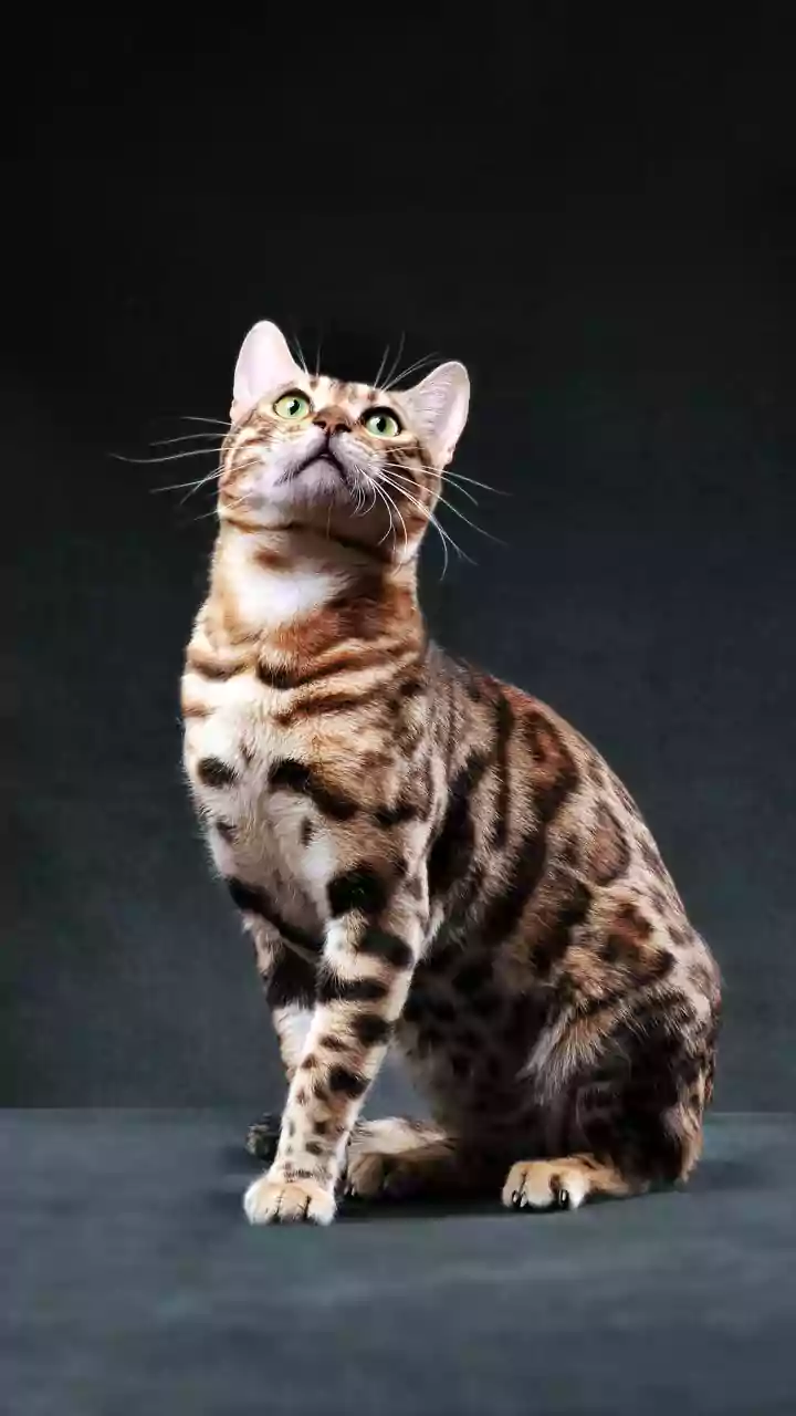 Beyond the Usual: 5 Extraordinary Cat Coats That Defy Expectations