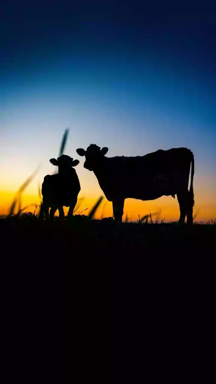 Saiba qual pode ser o prejuízo do veto da UE à carne brasileira