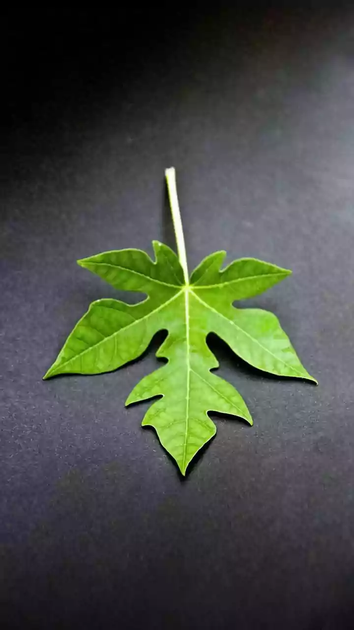 Why Papaya Leaf Juice is Not a Cure for Dengue
