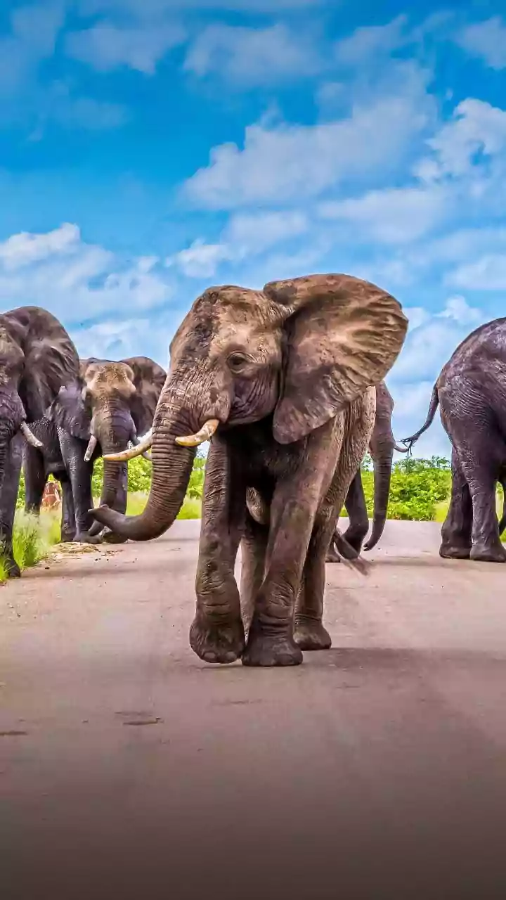 IRCTC's Safari Tours Connect Major Maharashtra Reserves by Train and Road