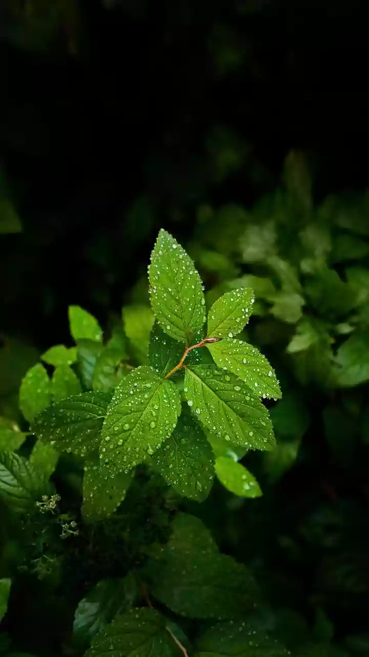 Ticks Are The Hidden Rainy-Season Villain