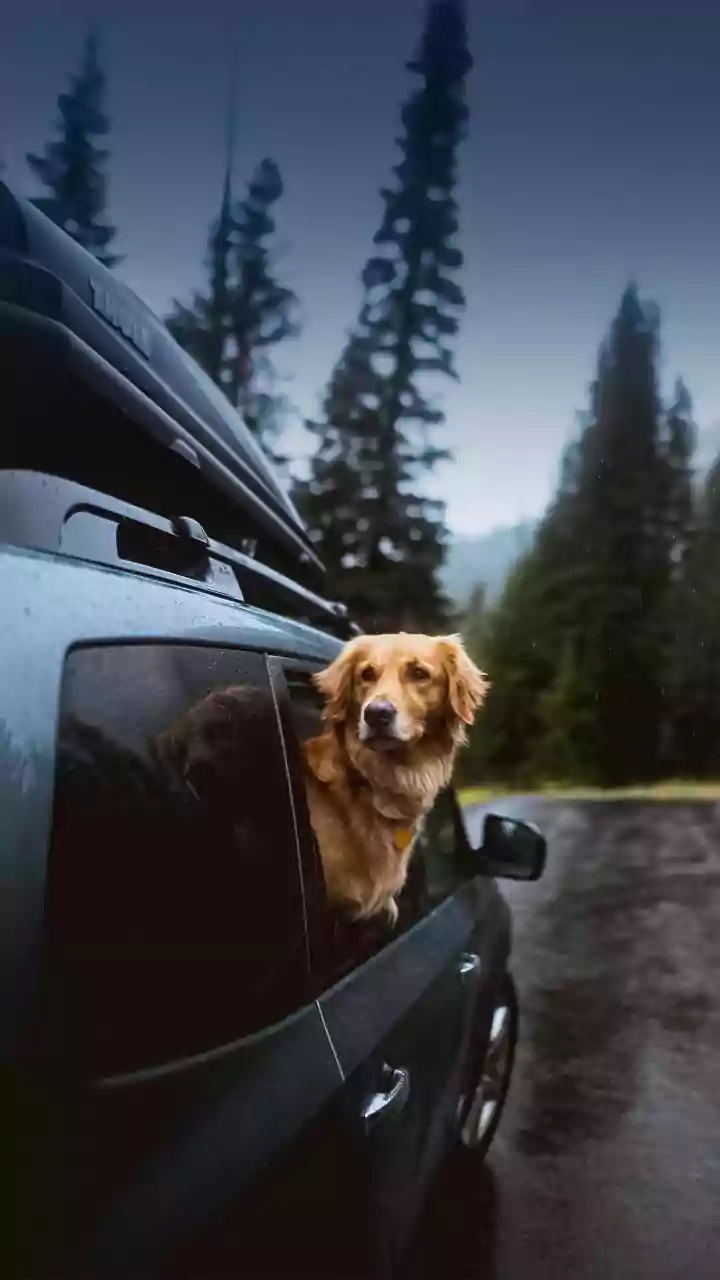 Pet-Friendly Stays Are Getting Serious Traveller Attention