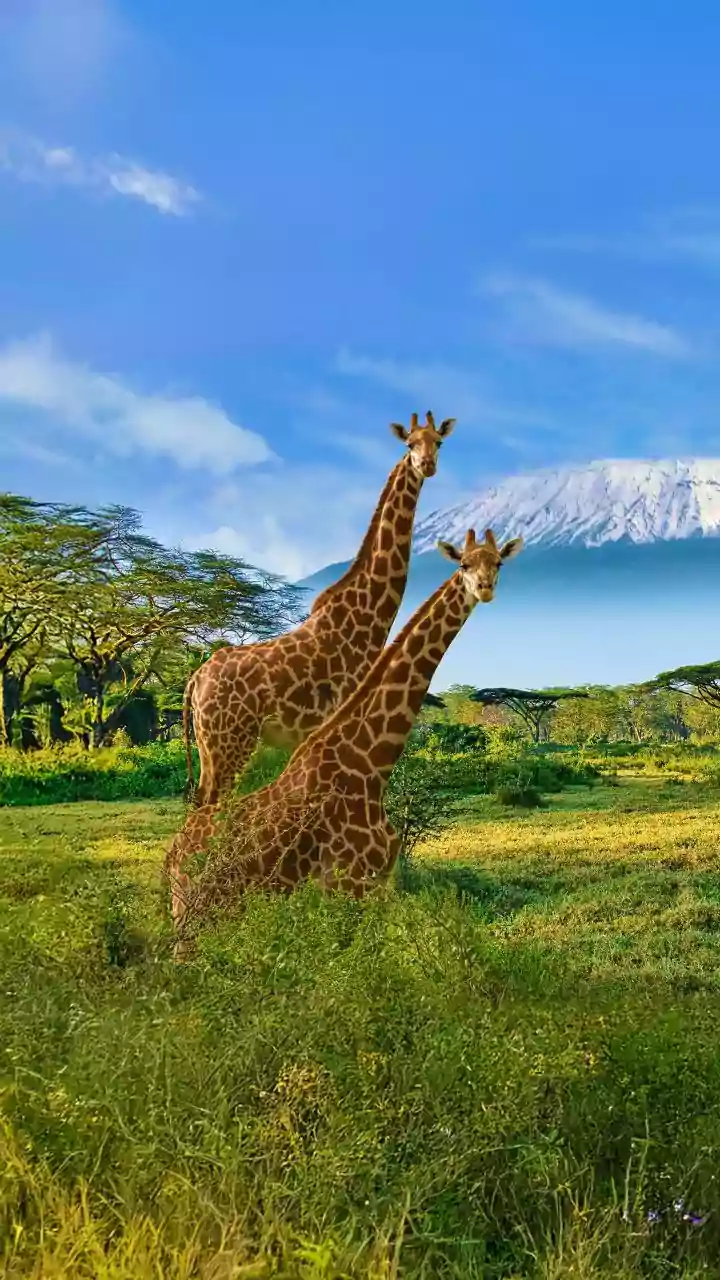Cycling safari: The best way to experience wildlife