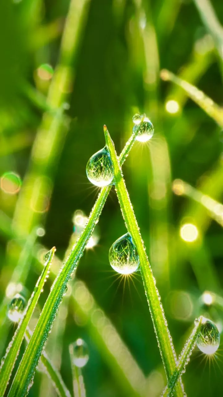 Maharashtra farmers decode morning dew to read soil moisture