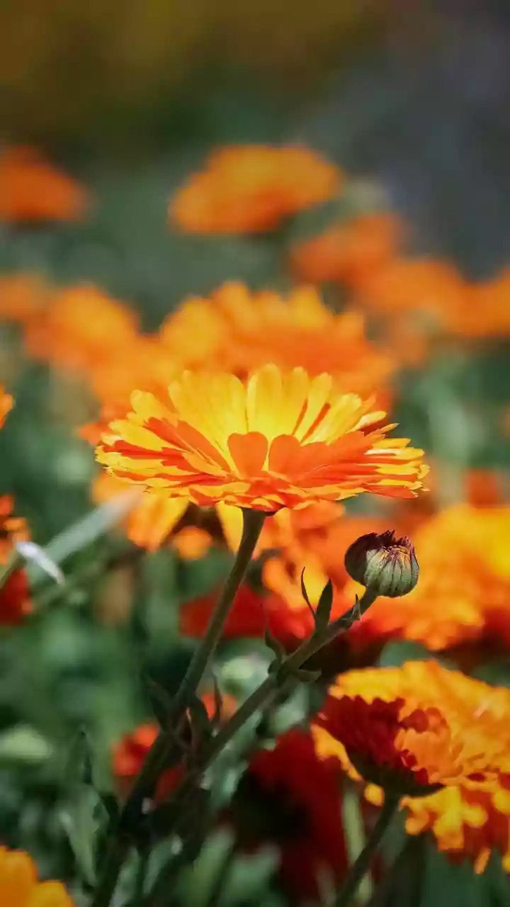 Marigolds And Herbs Can Invite Pollinators